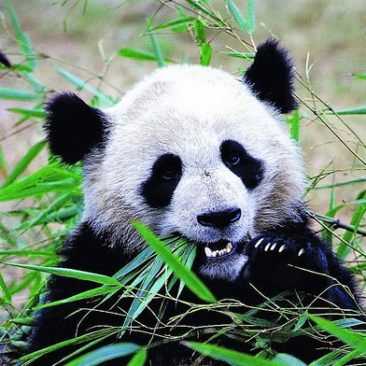 Panda China Muenchina Privatreisen